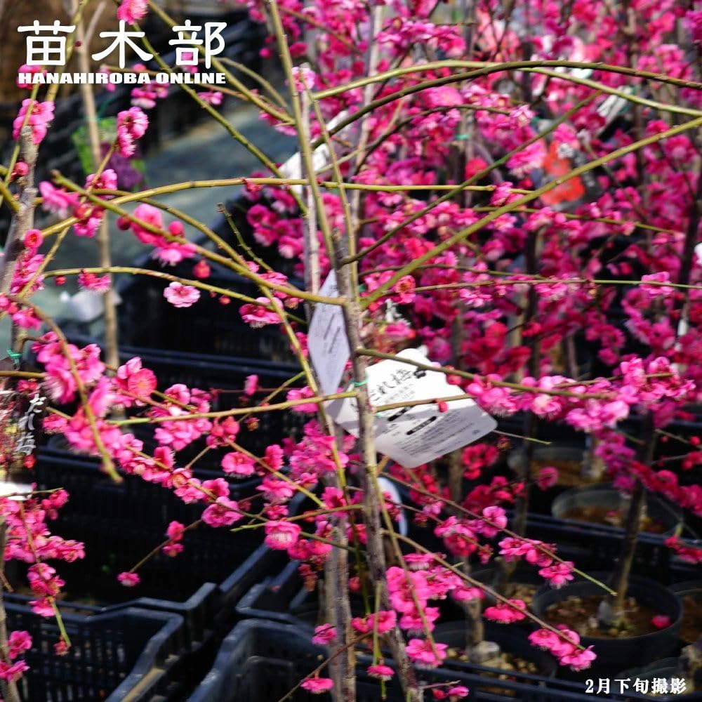 Amazon.co.jp: 【枝垂れ梅 赤 玉光】 花梅 2年生 接木 ポット苗 【観賞